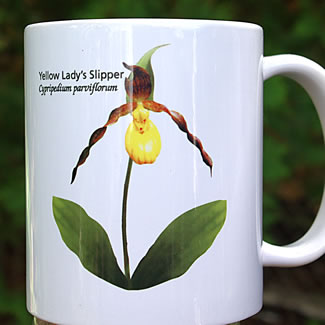 mug DS-067 Cypripedium parviflorum 7104.jpg